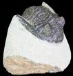 Bargain, Hollardops Trilobite - Visible Eye Facets #68612-2